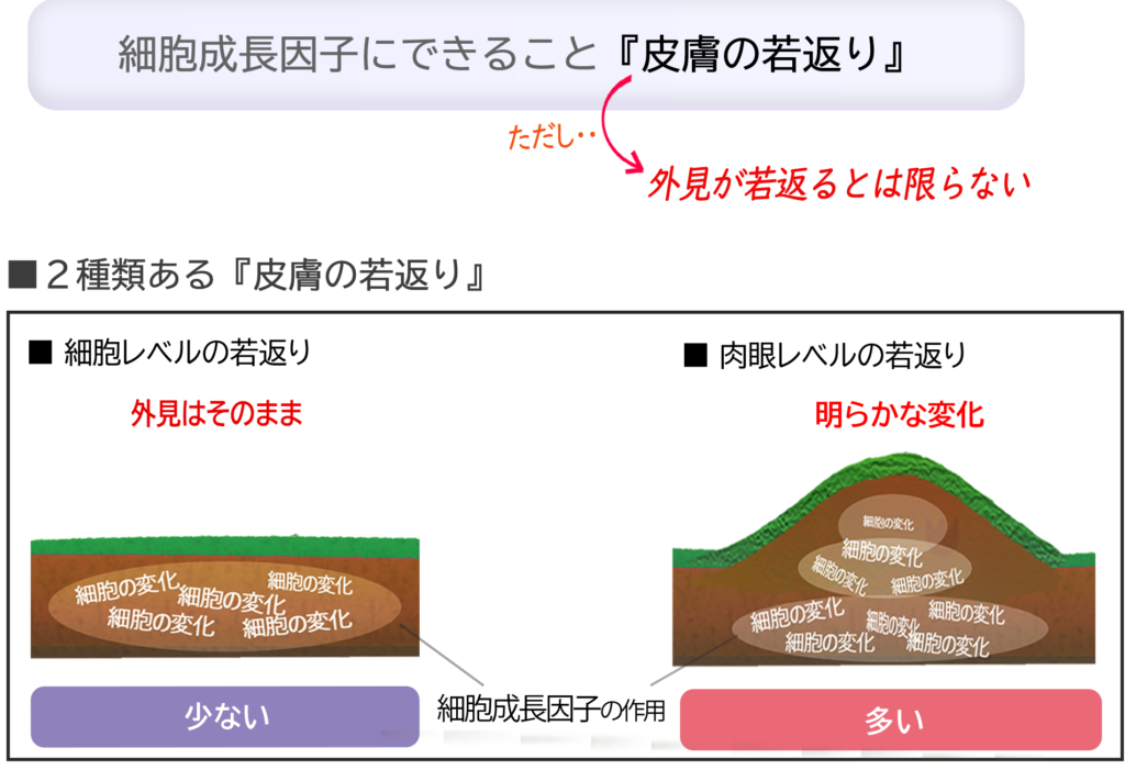 細胞成長因子の作用を最大限活かして若返り